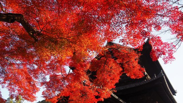 秋の南禅寺