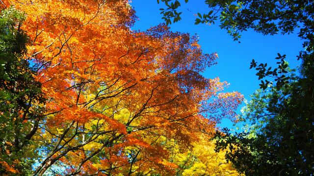 兼六園の紅葉