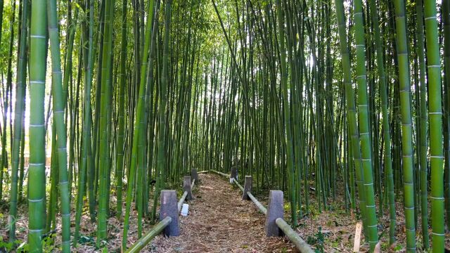 鹿王院の竹林