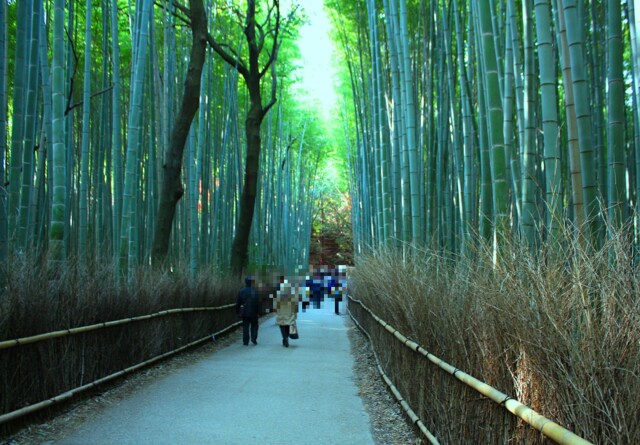 冬の嵯峨野竹林