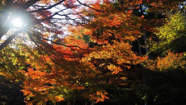 明月院の紅葉