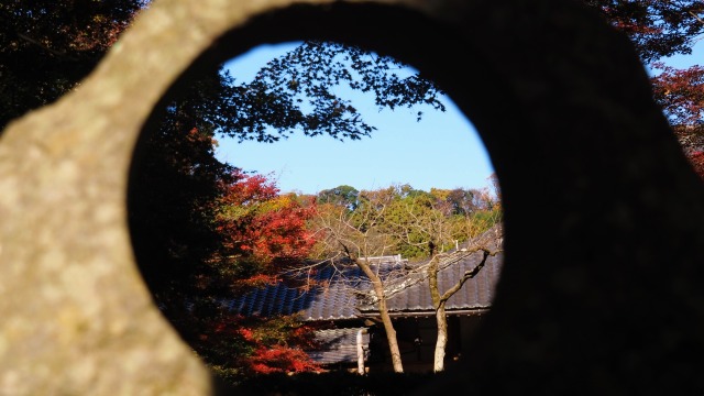 秋の明月院