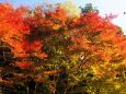 明月院の紅葉