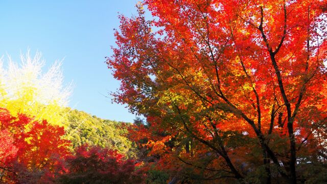 永観堂の紅葉