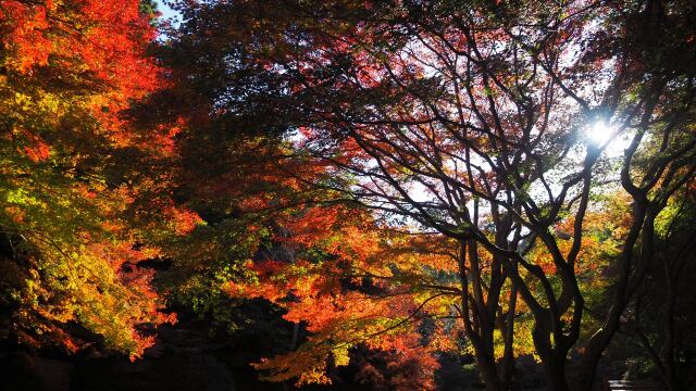 明月院の紅葉