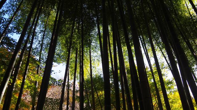 明月院の竹林