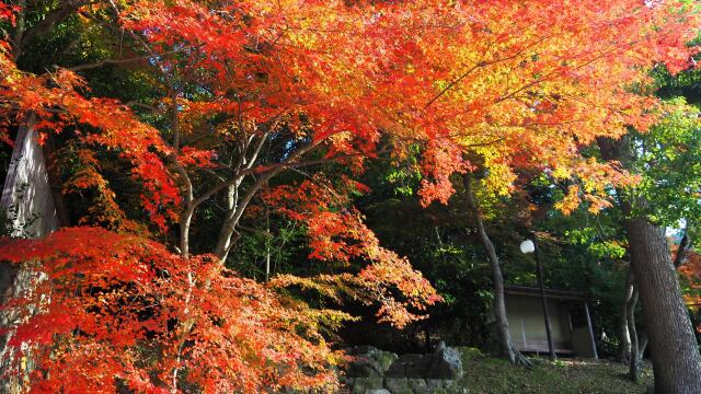 秋の宇治公園