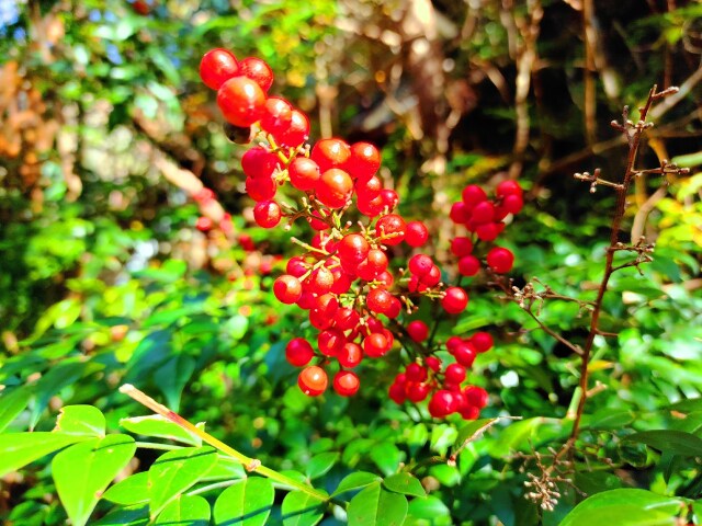 冬の植物