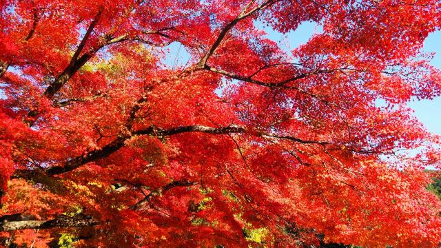 南禅寺の紅葉