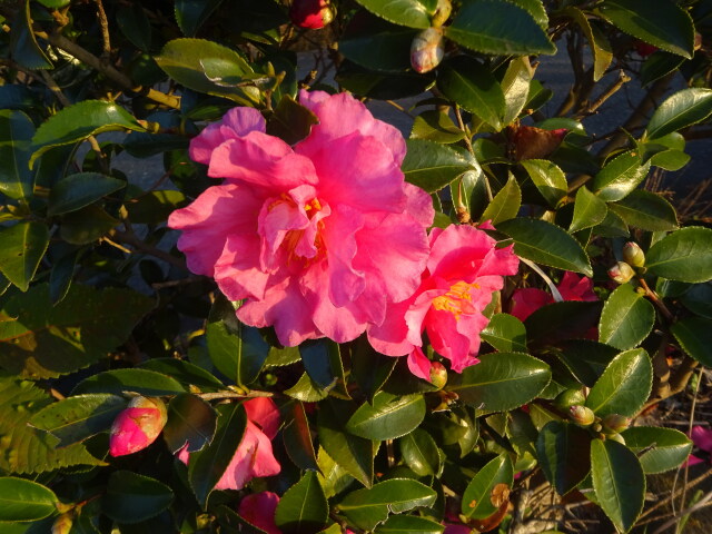 山茶花に新春の光