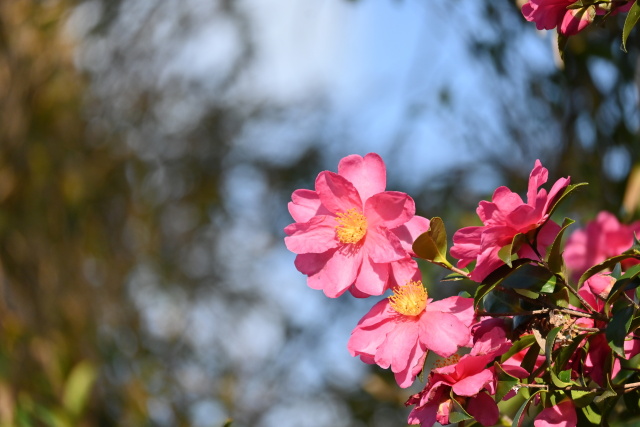 冬の花さざんか