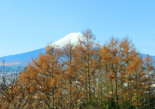 迎春富士山