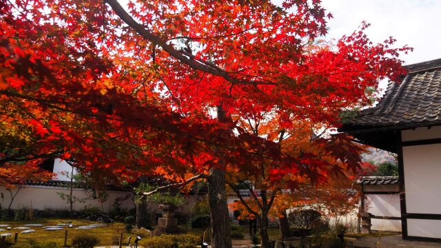 秋の鹿王院