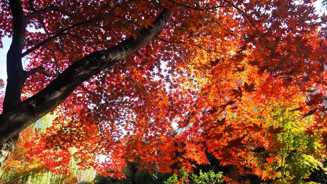 鹿王院の紅葉