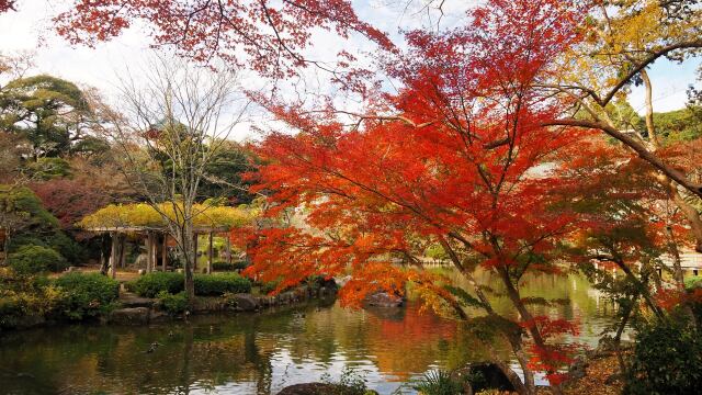 秋の成田山公園