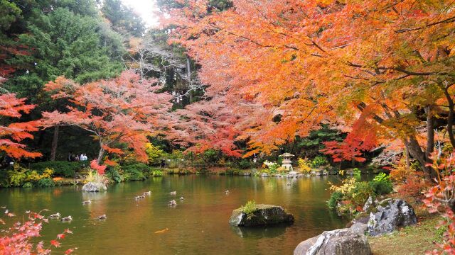 秋の成田山公園