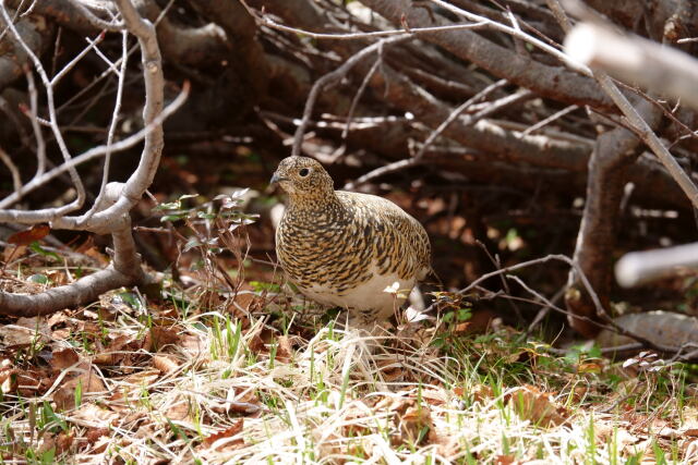 みくりが池の雌雷鳥6