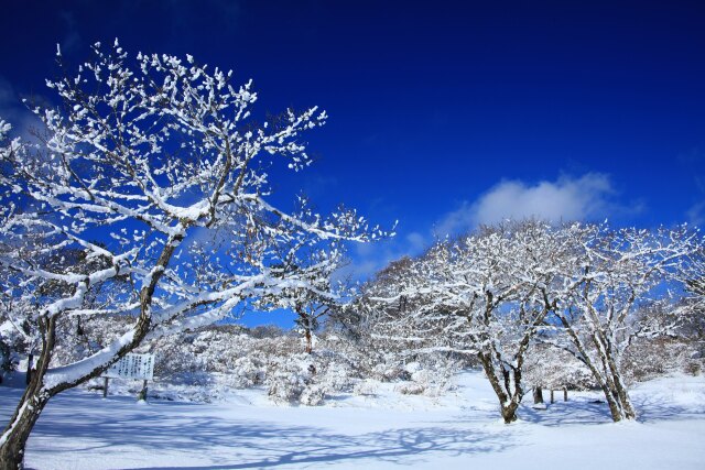 冬の公園