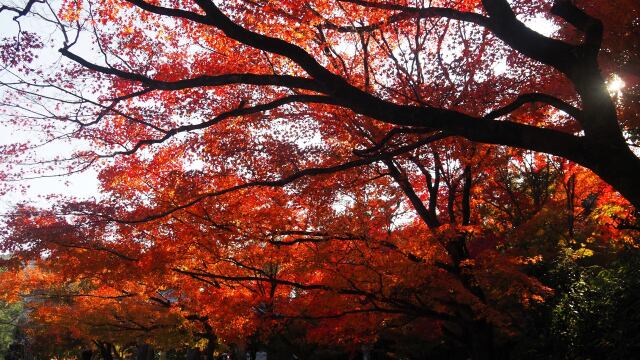 平等院の紅葉