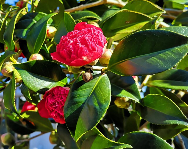 冬の花