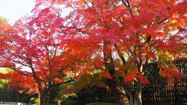 秋の平等院