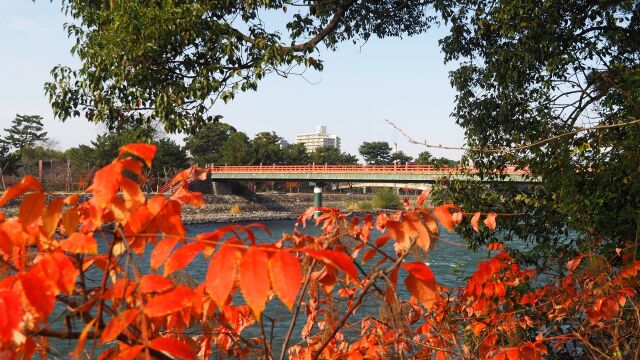 秋の宇治公園