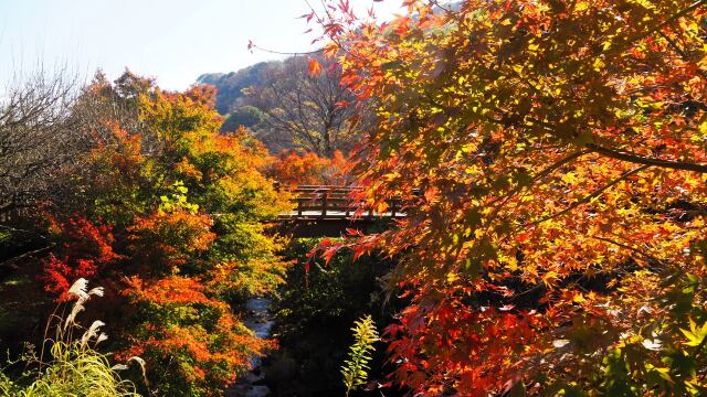 秋の熱海梅園