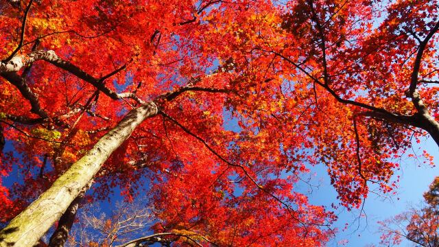 熱海梅園の紅葉