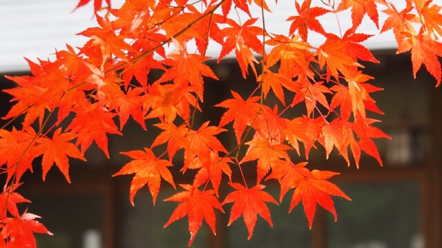 成田山公園の紅葉