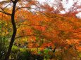 成田山公園の紅葉