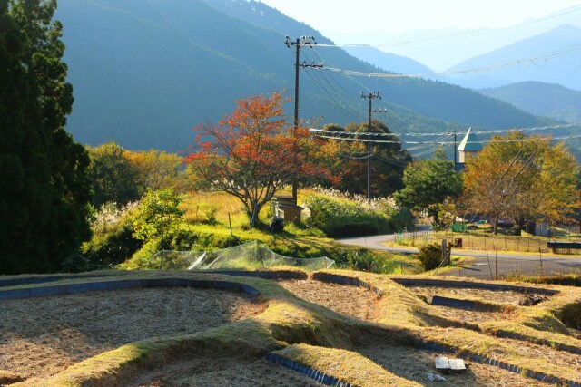 東紀州冬の棚田