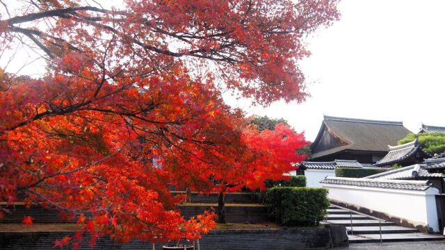 秋の平等院