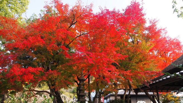 秋の宇治公園