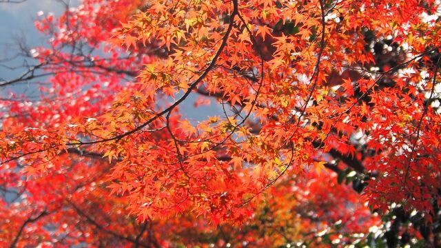 宇治公園の紅葉