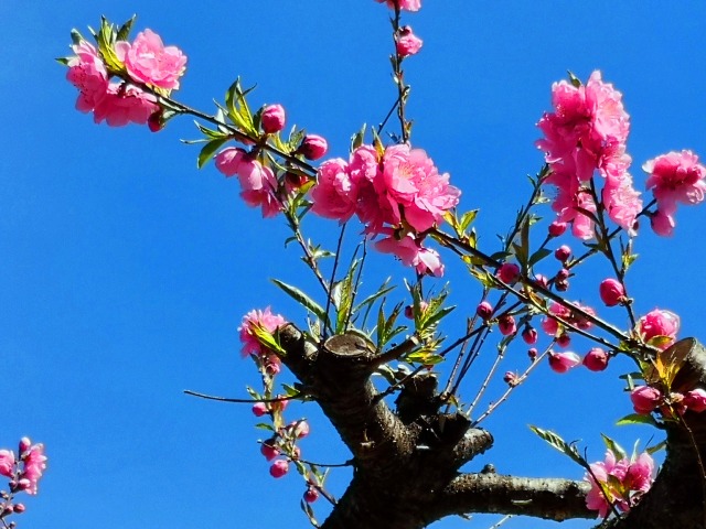 東紀州冬の花