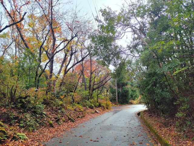 冬の散歩道