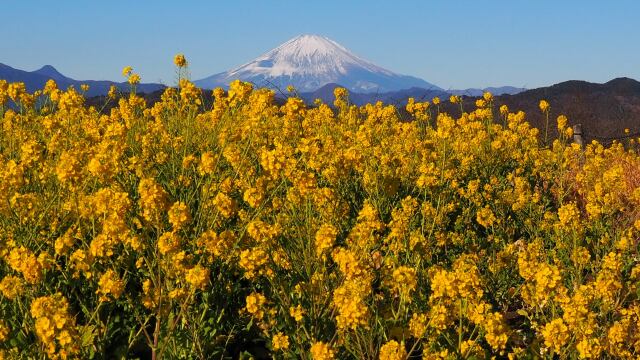 吾妻山公園から望む富士山