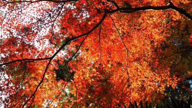 成田山公園の紅葉