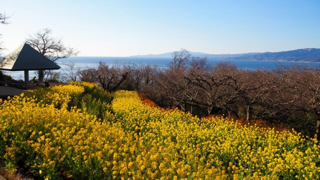 冬の吾妻山公園の風景