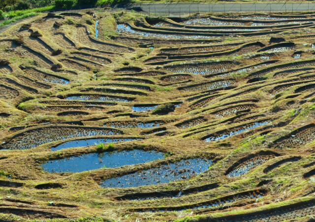 東紀州冬の千枚田