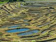 東紀州冬の千枚田