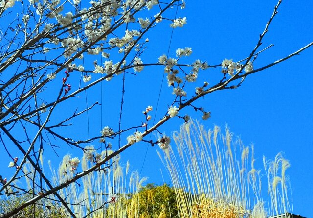 東紀州早咲き梅