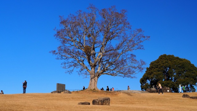 冬の吾妻山公園の風景