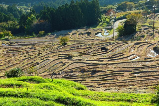 東紀州冬の千枚田