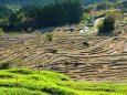 東紀州冬の千枚田