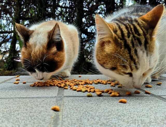 食事の時間