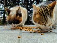 食事の時間