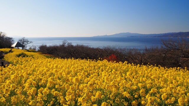 冬の吾妻山公園の風景