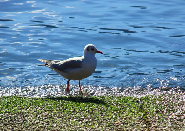 冬の海と鳥