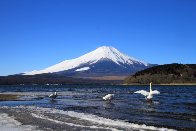 富士山&白鳥